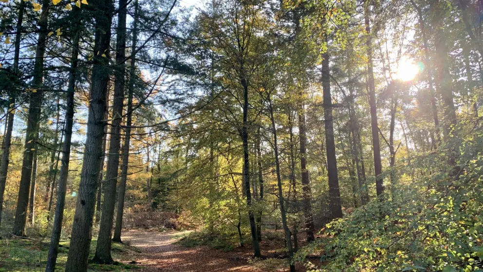 Het bos als achtertuin
