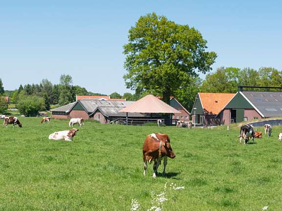 Koeien Twente kopie