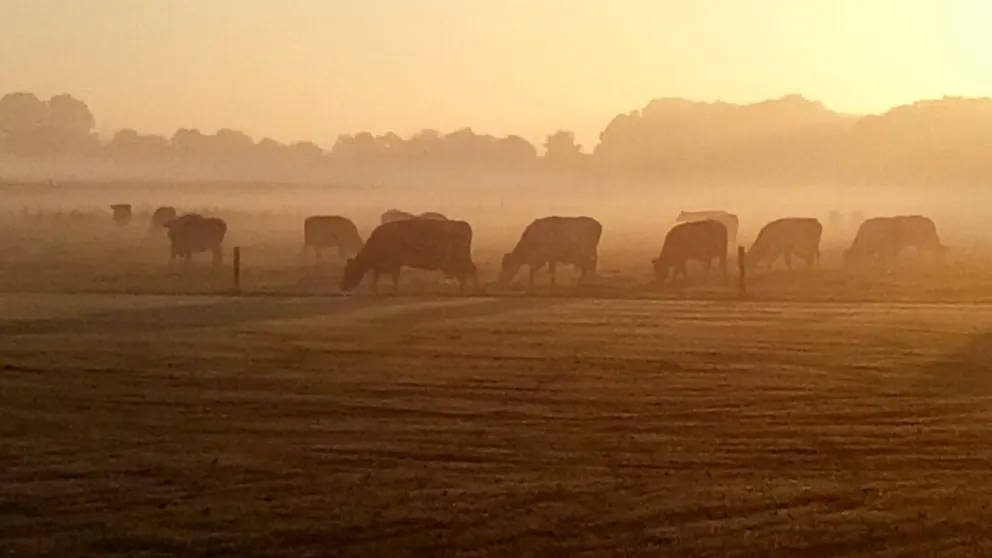 Koeien in de mist achter het sportveld 2