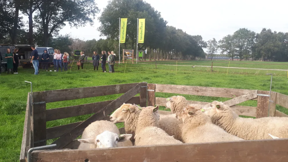 Schapen drijven Maathoeve