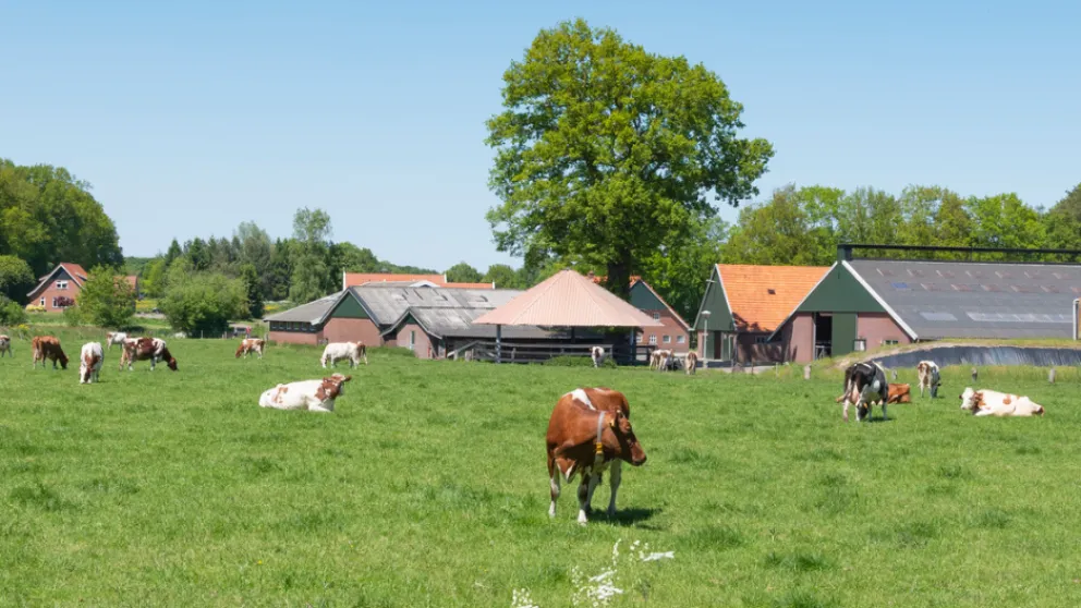 Koeien Twente kopie