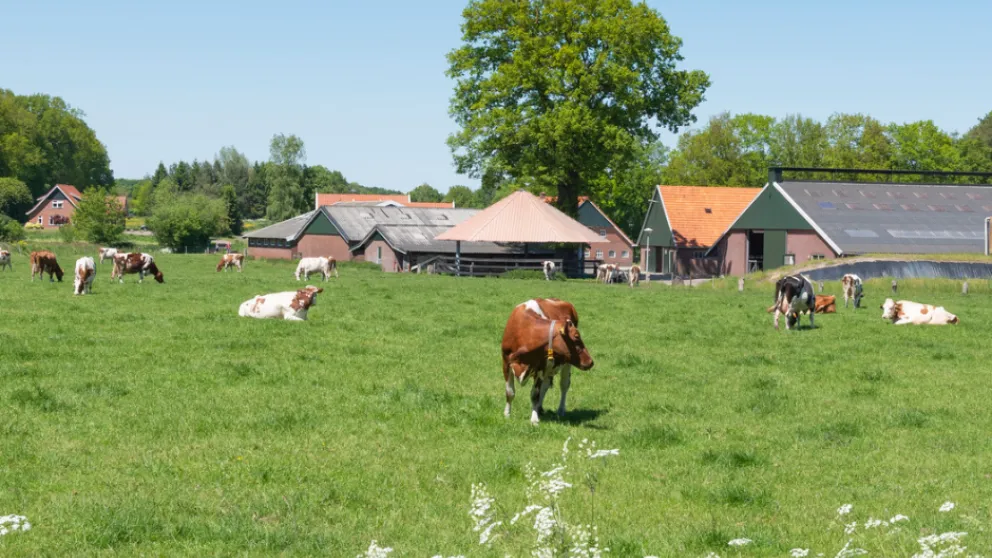 Koeien Twente