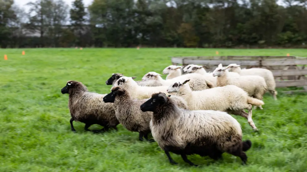 Maathoeve Opendag131025 26